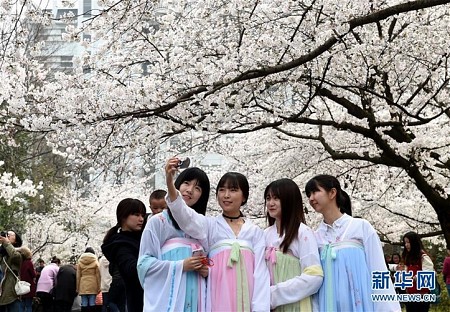 Lễ hội hoa anh đào tại trường đại học Lâm Nghiệp ở thành phố Nam Kinh Trung Quốc