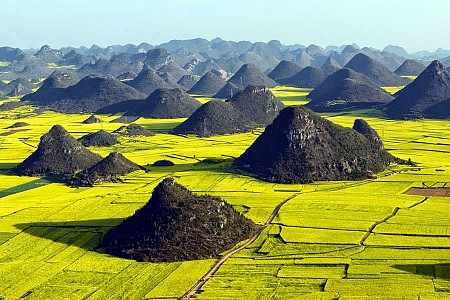 Những cánh đồng hoa cải vàng rộm đẹp nhất Trung Quốc
