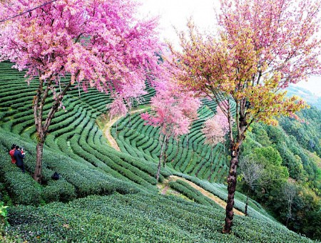 Những địa điểm ngắm trăm hoa khoe sắc đẹp nhất Trung Quốc