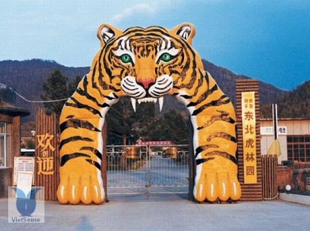 Siberian Tiger Park - Trung Quốc: Chứng kiến cuộc sống hoang dã của những động vật nguy hiểm