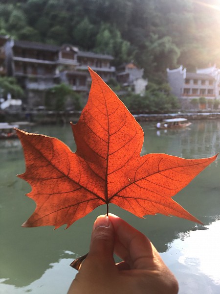 Trải Nghiệm TRƯƠNG GIA GIỚI - PHÙ DUNG TRẤN - PHƯỢNG HOÀNG CỔ TRẤN - HỒ BẢO PHONG 2025