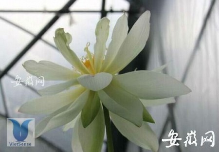 Trung Quốc : Hạt sen cổ đại 600 tuổi “thức dậy” nở rộ