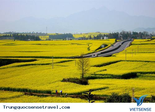 Những cánh đồng hoa cải vàng rộm đẹp nhất Trung Quốc - Ảnh 2