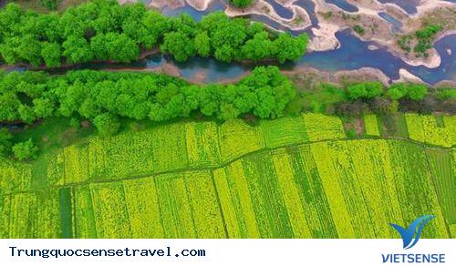 Những cánh đồng hoa cải vàng rộm đẹp nhất Trung Quốc - Ảnh 3