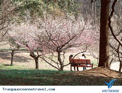 Trường Đại học nhiều hoa nhất tại Trung Quốc. - Ảnh 3