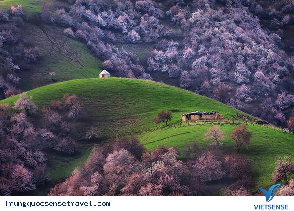 Thảo nguyên Tân Cương - một bức tranh tuyệt mỹ - Ảnh 5 Thảo nguyên Tân Cương - một bức tranh tuyệt mỹ - Ảnh 5