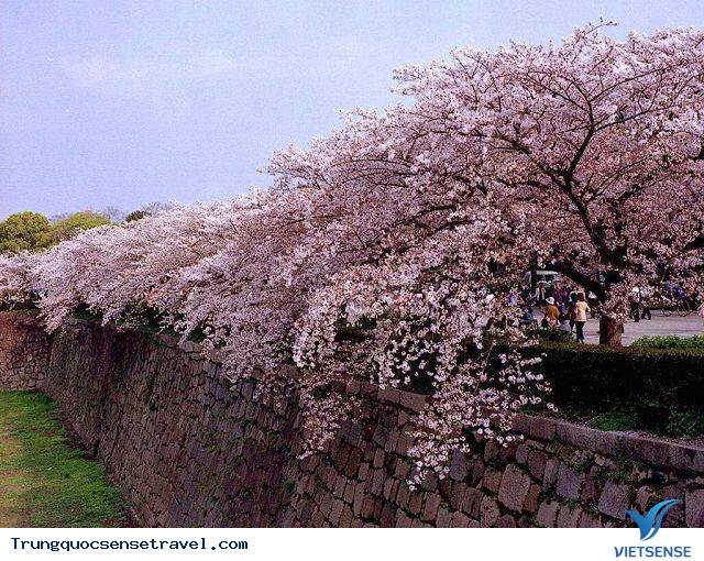 Trường Đại học nhiều hoa nhất tại Trung Quốc. - Ảnh 4