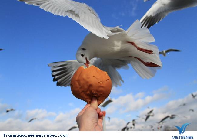 Ngắm đàn hải âu ngộ nghĩnh ở Côn Minh - Trung Quốc - Ảnh 11 Ngắm đàn hải âu ngộ nghĩnh ở Côn Minh - Trung Quốc - Ảnh 11