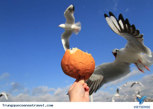 Ngắm đàn hải âu ngộ nghĩnh ở Côn Minh - Trung Quốc - Ảnh 14 Ngắm đàn hải âu ngộ nghĩnh ở Côn Minh - Trung Quốc - Ảnh 14