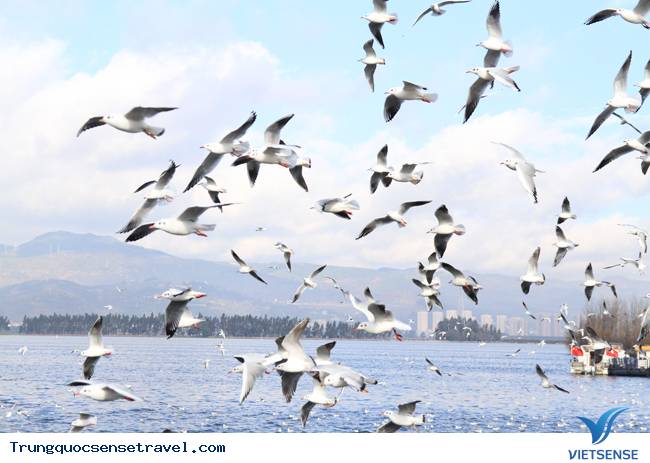 Ngắm đàn hải âu ngộ nghĩnh ở Côn Minh - Trung Quốc - Ảnh 9 Ngắm đàn hải âu ngộ nghĩnh ở Côn Minh - Trung Quốc - Ảnh 9