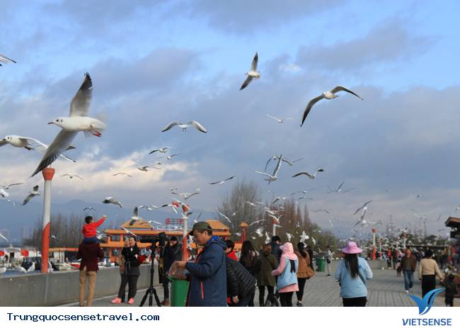 Ngắm đàn hải âu ngộ nghĩnh ở Côn Minh - Trung Quốc - Ảnh 1 Ngắm đàn hải âu ngộ nghĩnh ở Côn Minh - Trung Quốc - Ảnh 1