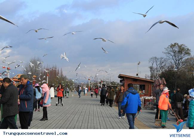 Ngắm đàn hải âu ngộ nghĩnh ở Côn Minh - Trung Quốc - Ảnh 3 Ngắm đàn hải âu ngộ nghĩnh ở Côn Minh - Trung Quốc - Ảnh 3