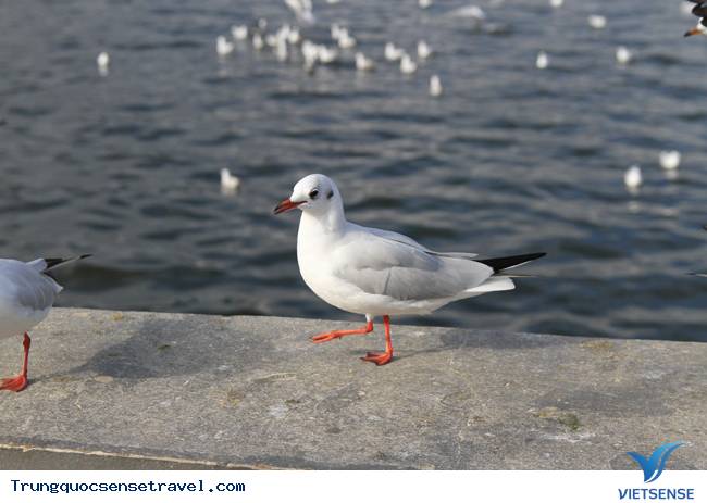 Ngắm đàn hải âu ngộ nghĩnh ở Côn Minh - Trung Quốc - Ảnh 16 Ngắm đàn hải âu ngộ nghĩnh ở Côn Minh - Trung Quốc - Ảnh 16