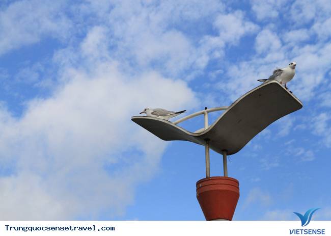 Ngắm đàn hải âu ngộ nghĩnh ở Côn Minh - Trung Quốc - Ảnh 10 Ngắm đàn hải âu ngộ nghĩnh ở Côn Minh - Trung Quốc - Ảnh 10