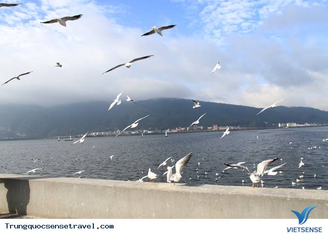 Ngắm đàn hải âu ngộ nghĩnh ở Côn Minh - Trung Quốc - Ảnh 18 Ngắm đàn hải âu ngộ nghĩnh ở Côn Minh - Trung Quốc - Ảnh 18