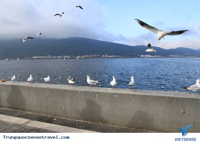 Ngắm đàn hải âu ngộ nghĩnh ở Côn Minh - Trung Quốc - Ảnh 4 Ngắm đàn hải âu ngộ nghĩnh ở Côn Minh - Trung Quốc - Ảnh 4