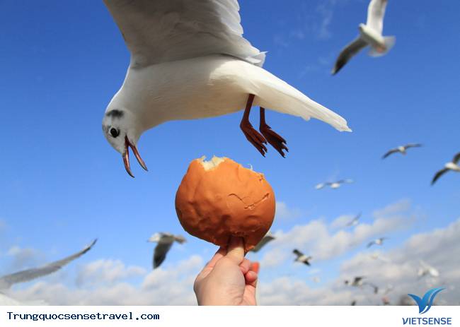 Ngắm đàn hải âu ngộ nghĩnh ở Côn Minh - Trung Quốc - Ảnh 13 Ngắm đàn hải âu ngộ nghĩnh ở Côn Minh - Trung Quốc - Ảnh 13