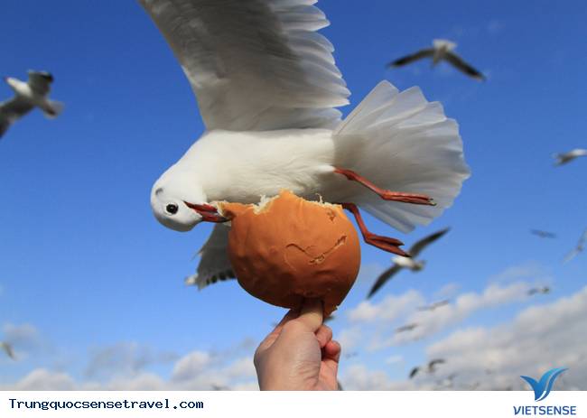 Ngắm đàn hải âu ngộ nghĩnh ở Côn Minh - Trung Quốc - Ảnh 12 Ngắm đàn hải âu ngộ nghĩnh ở Côn Minh - Trung Quốc - Ảnh 12