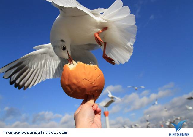 Ngắm đàn hải âu ngộ nghĩnh ở Côn Minh - Trung Quốc - Ảnh 15 Ngắm đàn hải âu ngộ nghĩnh ở Côn Minh - Trung Quốc - Ảnh 15