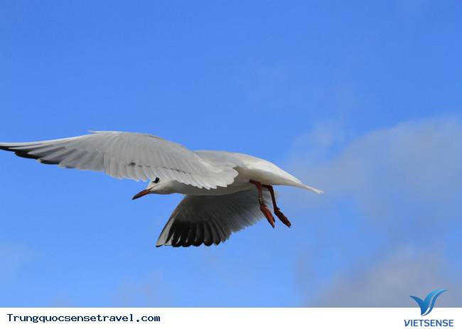 Ngắm đàn hải âu ngộ nghĩnh ở Côn Minh - Trung Quốc - Ảnh 2 Ngắm đàn hải âu ngộ nghĩnh ở Côn Minh - Trung Quốc - Ảnh 2