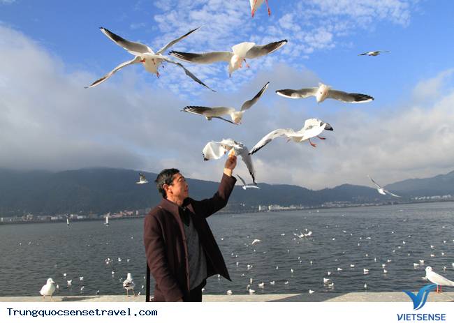 Ngắm đàn hải âu ngộ nghĩnh ở Côn Minh - Trung Quốc - Ảnh 6 Ngắm đàn hải âu ngộ nghĩnh ở Côn Minh - Trung Quốc - Ảnh 6