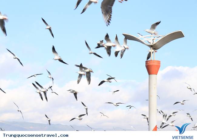 Ngắm đàn hải âu ngộ nghĩnh ở Côn Minh - Trung Quốc - Ảnh 17 Ngắm đàn hải âu ngộ nghĩnh ở Côn Minh - Trung Quốc - Ảnh 17