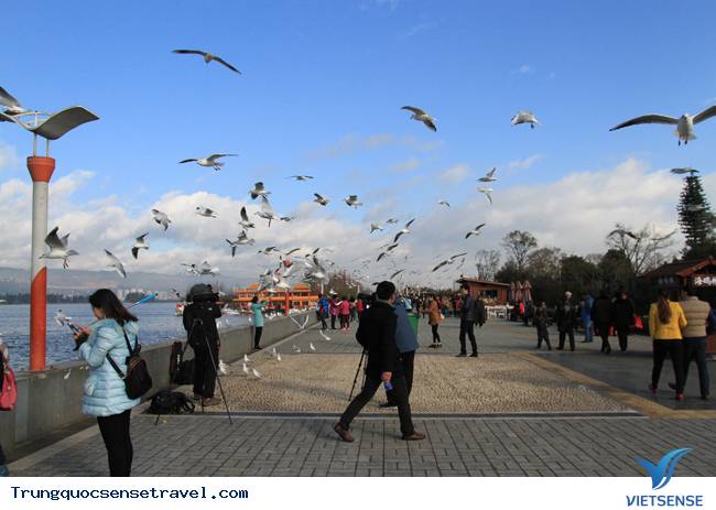 Ngắm đàn hải âu ngộ nghĩnh ở Côn Minh - Trung Quốc - Ảnh 7 Ngắm đàn hải âu ngộ nghĩnh ở Côn Minh - Trung Quốc - Ảnh 7