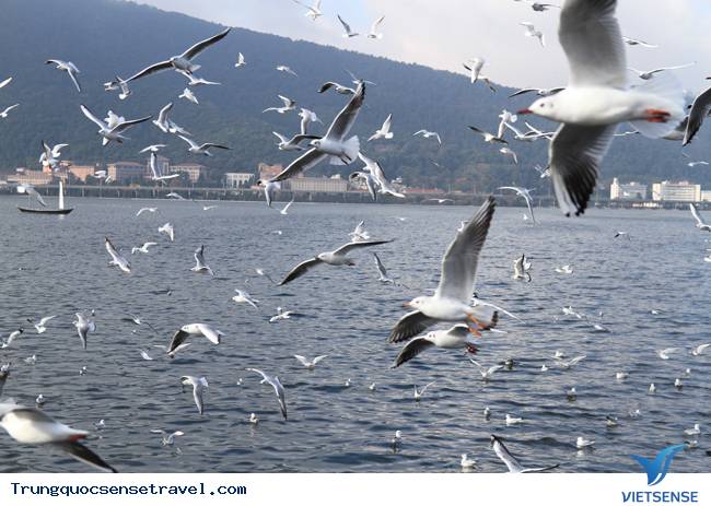 Ngắm đàn hải âu ngộ nghĩnh ở Côn Minh - Trung Quốc - Ảnh 8 Ngắm đàn hải âu ngộ nghĩnh ở Côn Minh - Trung Quốc - Ảnh 8