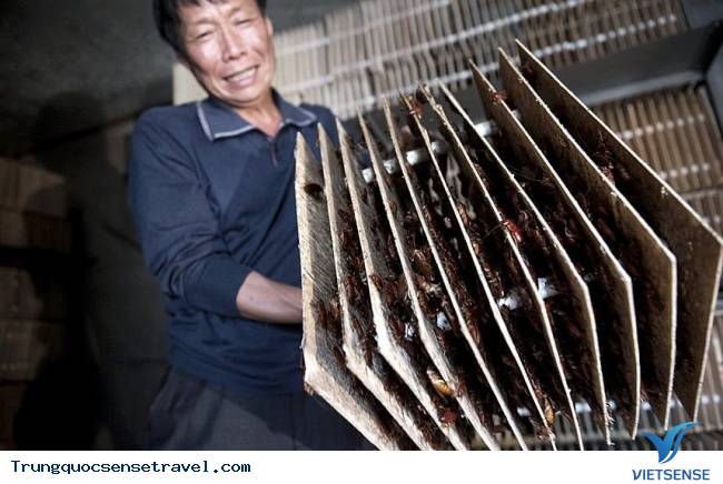 Trang trại Gián Trang trại Gián