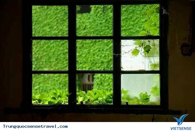 Rùng rợn với “đảo ma” xanh mướt tại Trung Quốc - Ảnh 6 Rùng rợn với “đảo ma” xanh mướt tại Trung Quốc - Ảnh 6