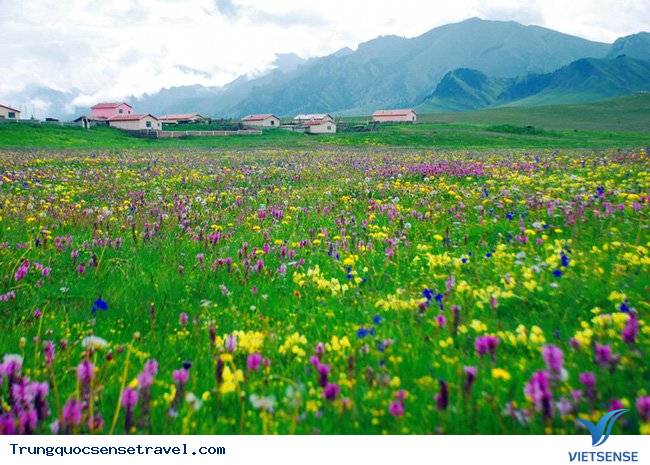 Thảo nguyên Tân Cương - một bức tranh tuyệt mỹ - Ảnh 4 Thảo nguyên Tân Cương - một bức tranh tuyệt mỹ - Ảnh 4