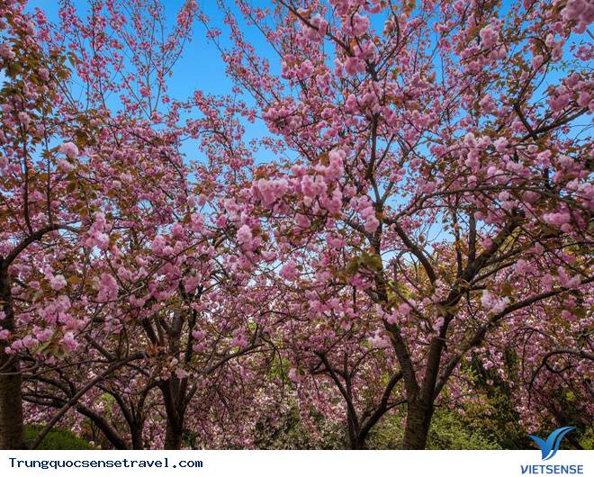 Vô Tích, Giang Tô Vô Tích, Giang Tô