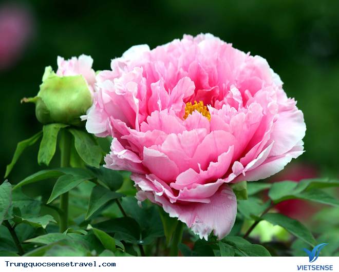 Lạc Dương, Hà Nam Lạc Dương, Hà Nam