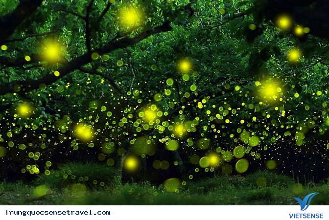 Lạc mình vào vườn đom đóm ở Thượng Hải - Ảnh 5