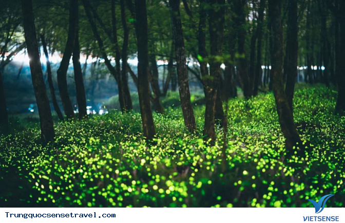 Lạc mình vào vườn đom đóm ở Thượng Hải - Ảnh 4