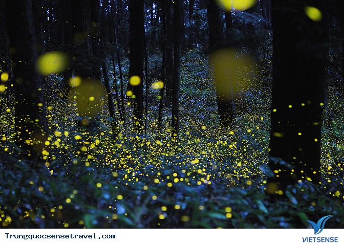 Lạc mình vào vườn đom đóm ở Thượng Hải - Ảnh 1