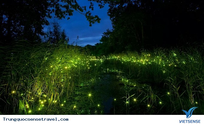 Lạc mình vào vườn đom đóm ở Thượng Hải - Ảnh 2