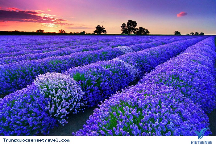 Thảo nguyên Tân Cương - một bức tranh tuyệt mỹ - Ảnh 6 Thảo nguyên Tân Cương - một bức tranh tuyệt mỹ - Ảnh 6