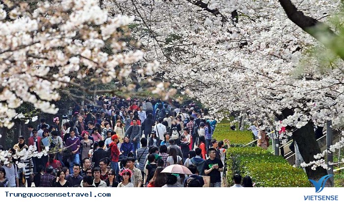 Trường Đại học nhiều hoa nhất tại Trung Quốc. - Ảnh 2