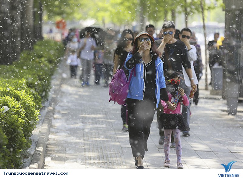Lời nguyền của loài bông trắng tại Bắc Kinh - Ảnh 4 Lời nguyền của loài bông trắng tại Bắc Kinh - Ảnh 4