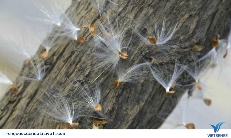 Lời nguyền của loài bông trắng tại Bắc Kinh - Ảnh 1 Lời nguyền của loài bông trắng tại Bắc Kinh - Ảnh 1