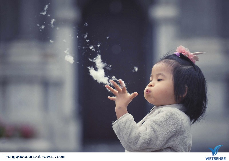 Lời nguyền của loài bông trắng tại Bắc Kinh - Ảnh 2 Lời nguyền của loài bông trắng tại Bắc Kinh - Ảnh 2