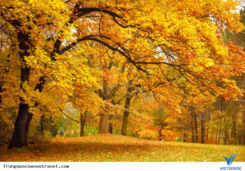 Ngắm nhìn rừng vàng biển đỏ với mùa Thu Vàng ở Trung Quốc, điểm hẹn 2025 - Ảnh 7 Ngắm nhìn rừng vàng biển đỏ với mùa Thu Vàng ở Trung Quốc, điểm hẹn 2025 - Ảnh 7