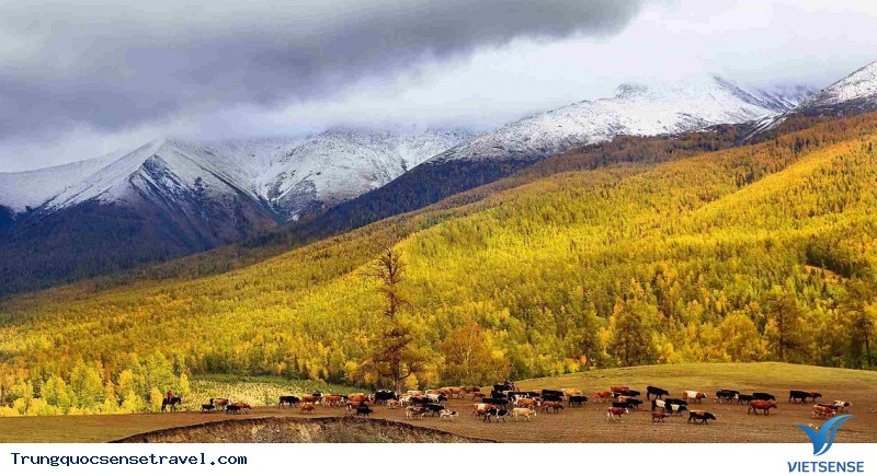 Ngắm nhìn rừng vàng biển đỏ với mùa Thu Vàng ở Trung Quốc, điểm hẹn 2025 - Ảnh 5 Ngắm nhìn rừng vàng biển đỏ với mùa Thu Vàng ở Trung Quốc, điểm hẹn 2025 - Ảnh 5