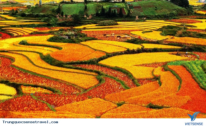 Ngắm nhìn rừng vàng biển đỏ với mùa Thu Vàng ở Trung Quốc, điểm hẹn 2025 - Ảnh 9 Ngắm nhìn rừng vàng biển đỏ với mùa Thu Vàng ở Trung Quốc, điểm hẹn 2025 - Ảnh 9