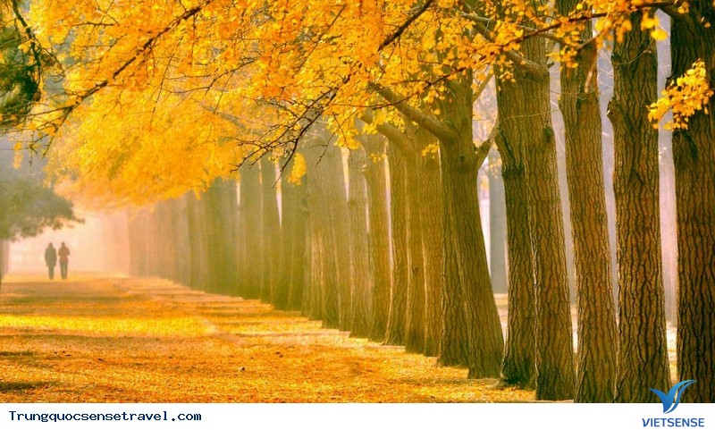 Ngắm nhìn rừng vàng biển đỏ với mùa Thu Vàng ở Trung Quốc, điểm hẹn 2025 - Ảnh 1 Ngắm nhìn rừng vàng biển đỏ với mùa Thu Vàng ở Trung Quốc, điểm hẹn 2025 - Ảnh 1