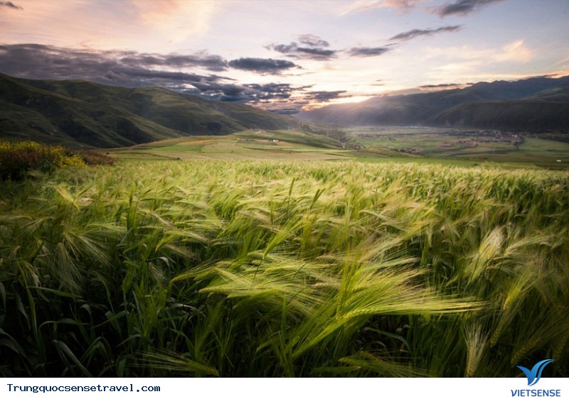 Những đồng cỏ đẹp nhất ở Trung Quốc, 2018 - Ảnh 8 Những đồng cỏ đẹp nhất ở Trung Quốc, 2018 - Ảnh 8