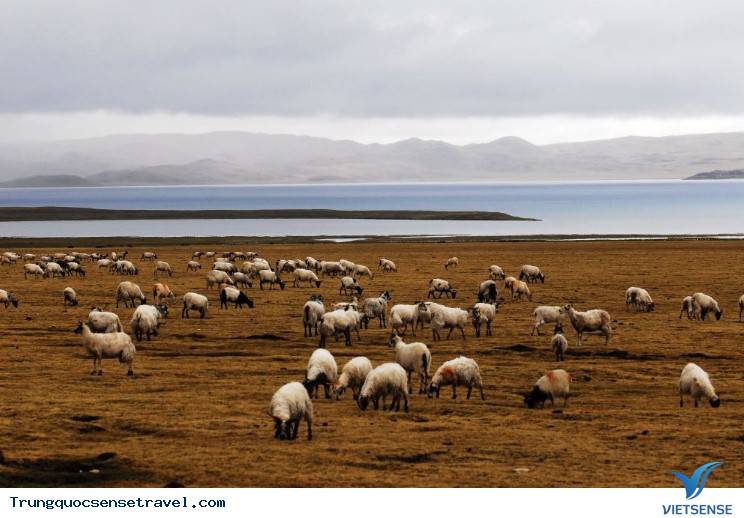 Những đồng cỏ đẹp nhất ở Trung Quốc, 2018 - Ảnh 4 Những đồng cỏ đẹp nhất ở Trung Quốc, 2018 - Ảnh 4