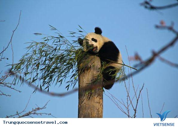 10 biểu tượng phổ biến nhất ở Trung Quốc, 2018 - Ảnh 8 10 biểu tượng phổ biến nhất ở Trung Quốc, 2018 - Ảnh 8