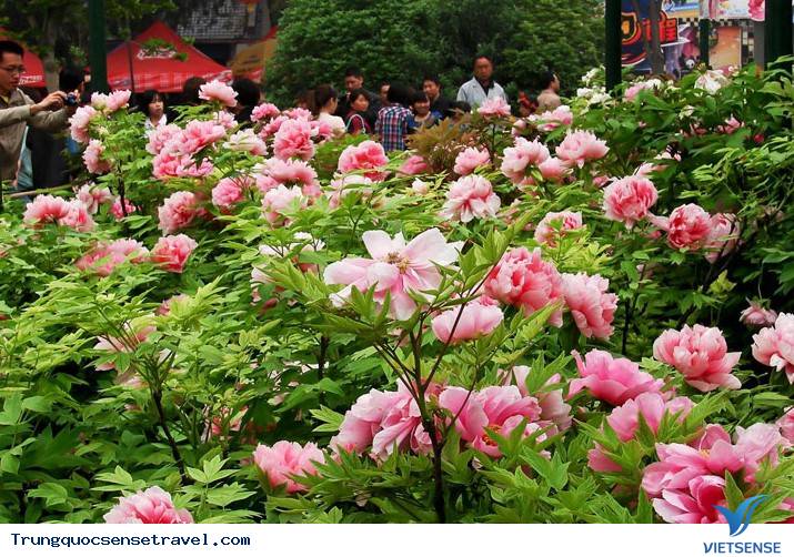 Ngắm những bông hoa Mẫu Đơn Poenies